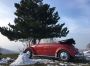 na sprzedaż - 1961 convertible bug kafer original okrasa 1300 tsv 27000euro, EUR 27000